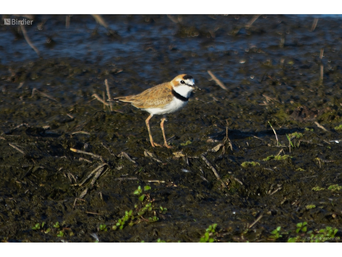 Anarhynchus collaris