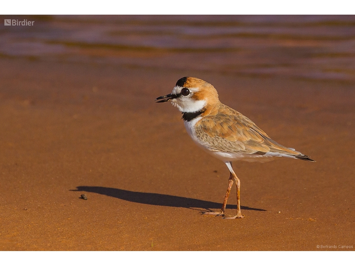 Anarhynchus collaris