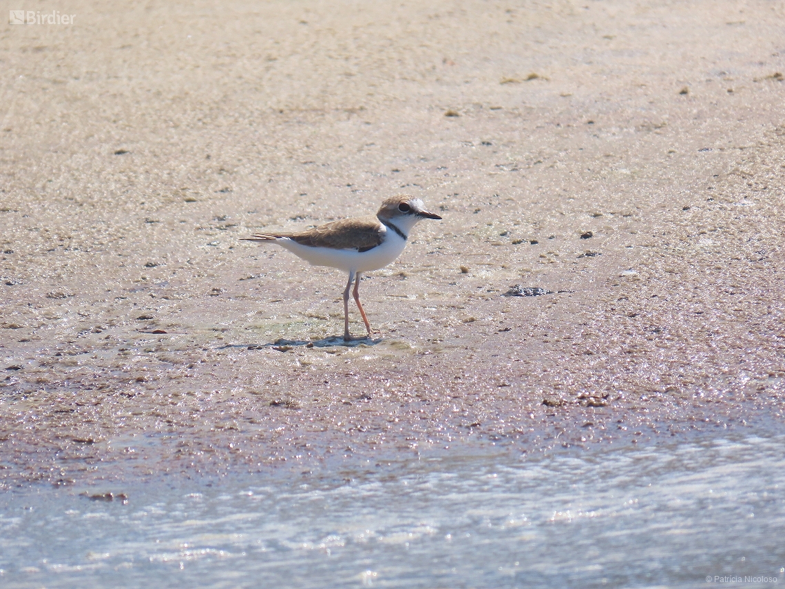 Anarhynchus collaris