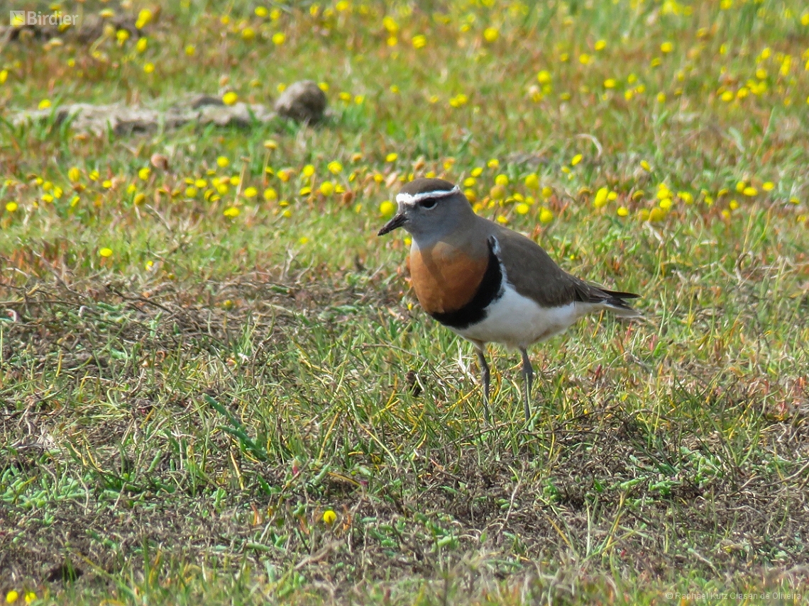 Zonibyx modestus