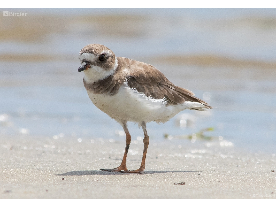 Charadrius semipalmatus