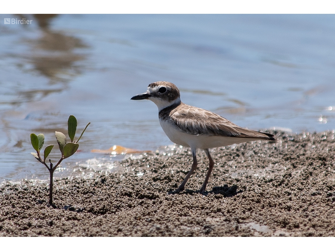 Anarhynchus wilsonia