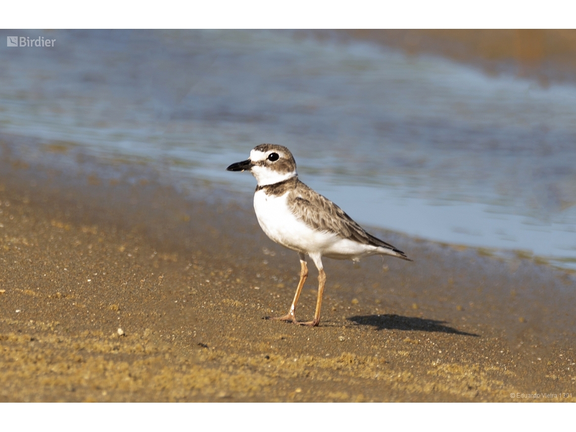 Anarhynchus wilsonia