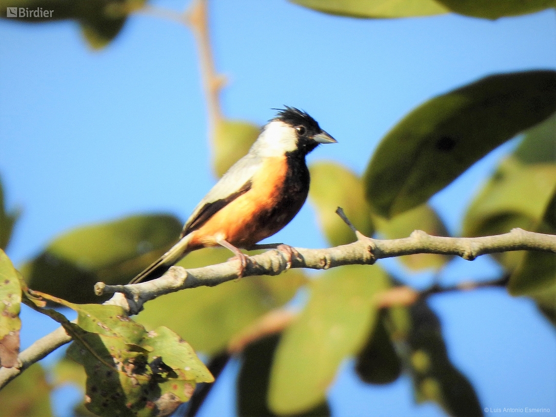 Charitospiza eucosma