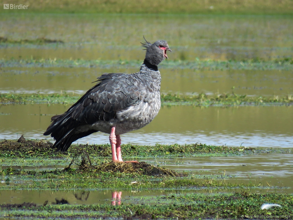 Chauna torquata