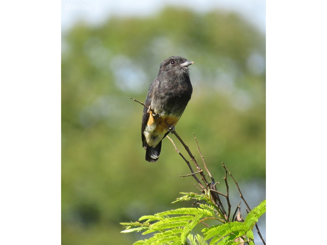 Chelidoptera tenebrosa