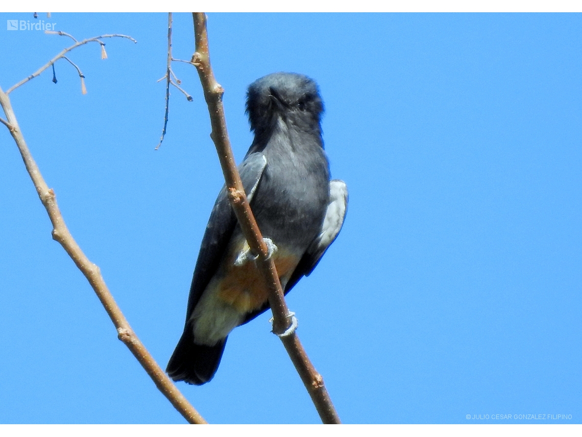 Chelidoptera tenebrosa