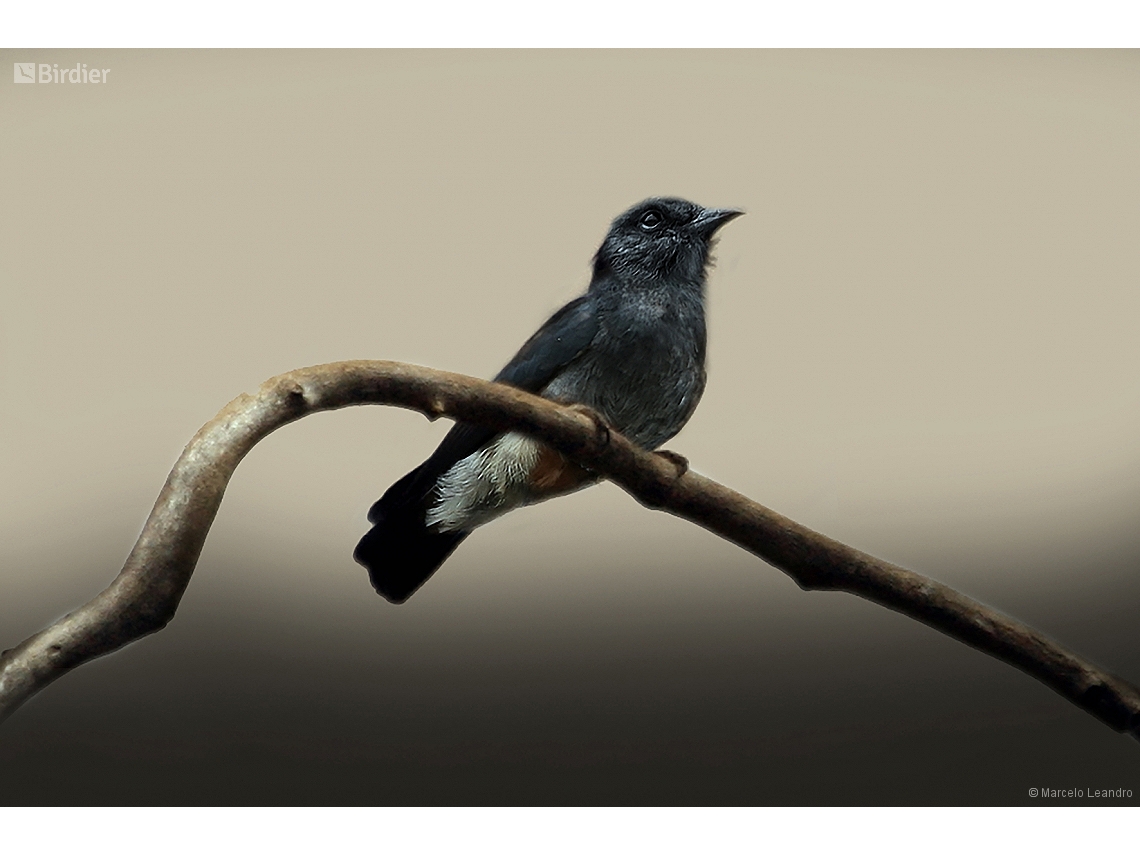 Chelidoptera tenebrosa