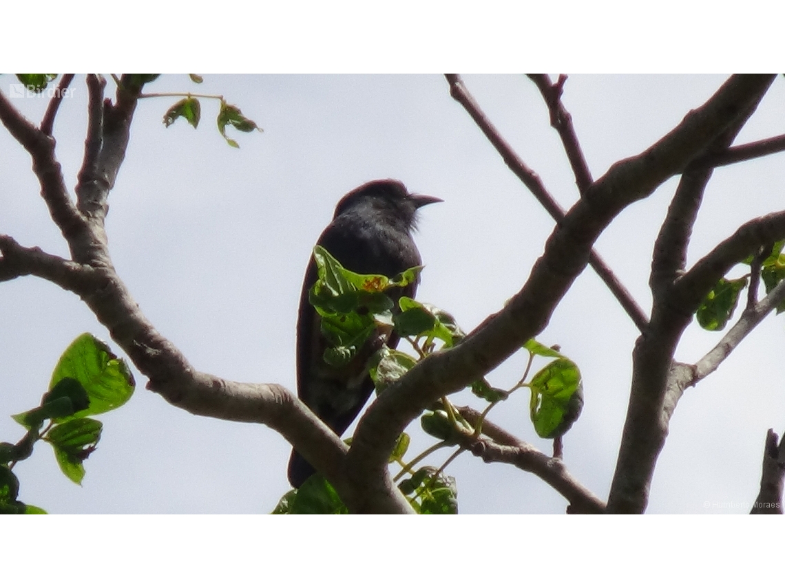 Chelidoptera tenebrosa