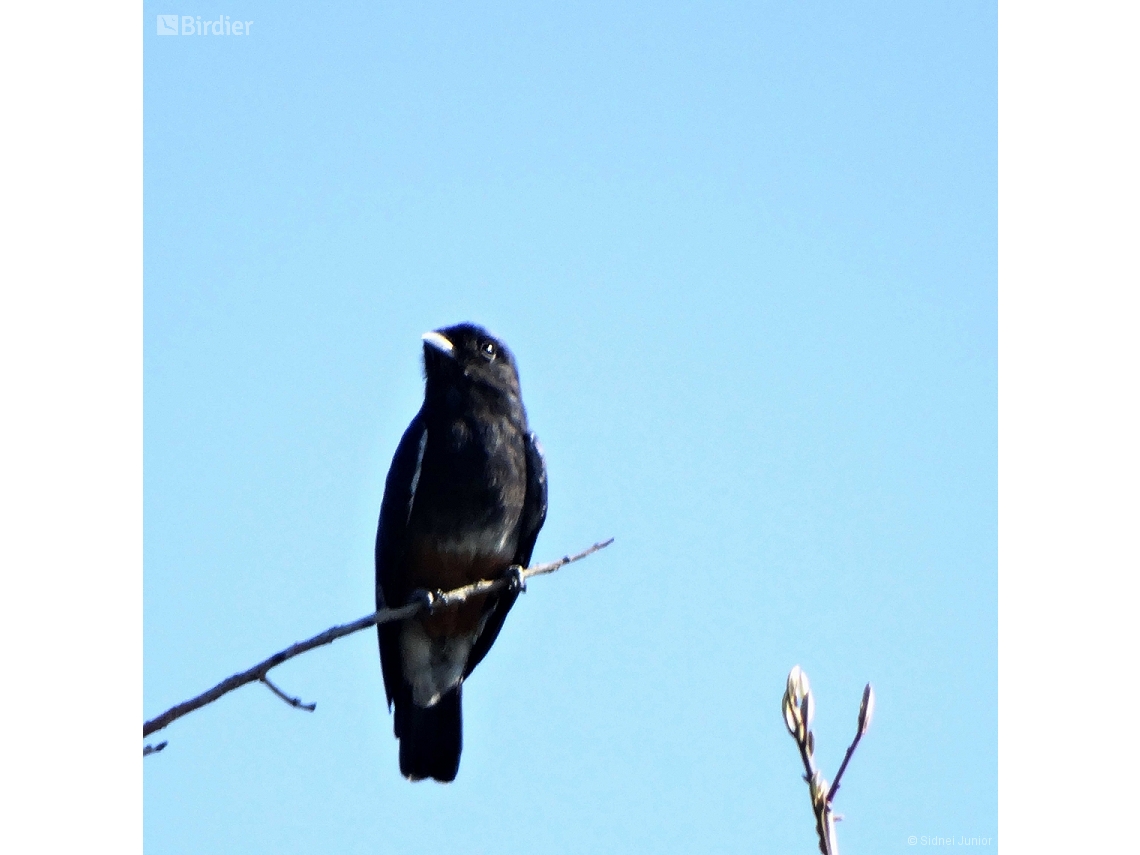 Chelidoptera tenebrosa