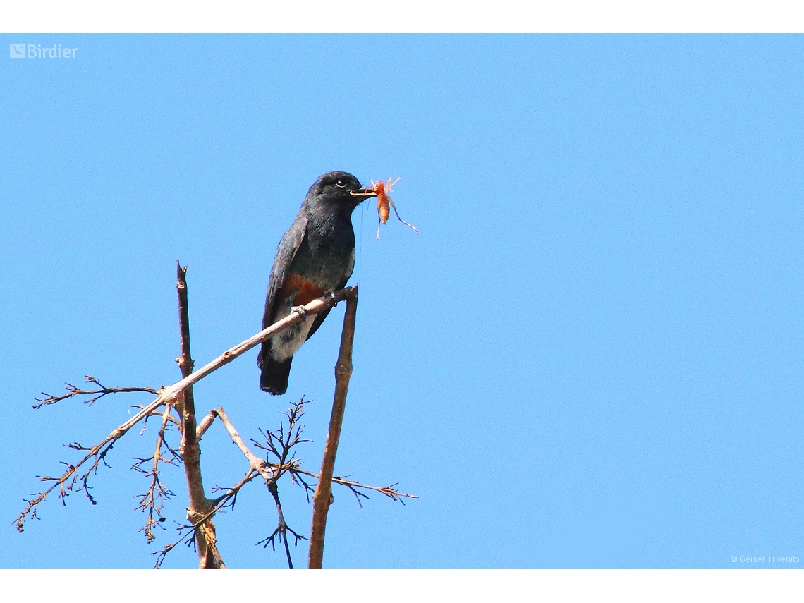 Chelidoptera tenebrosa