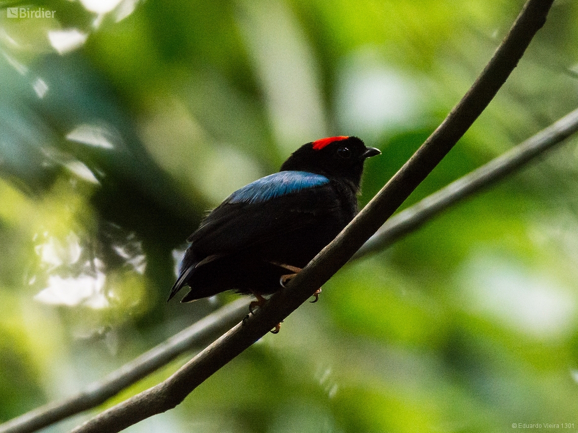 Chiroxiphia pareola