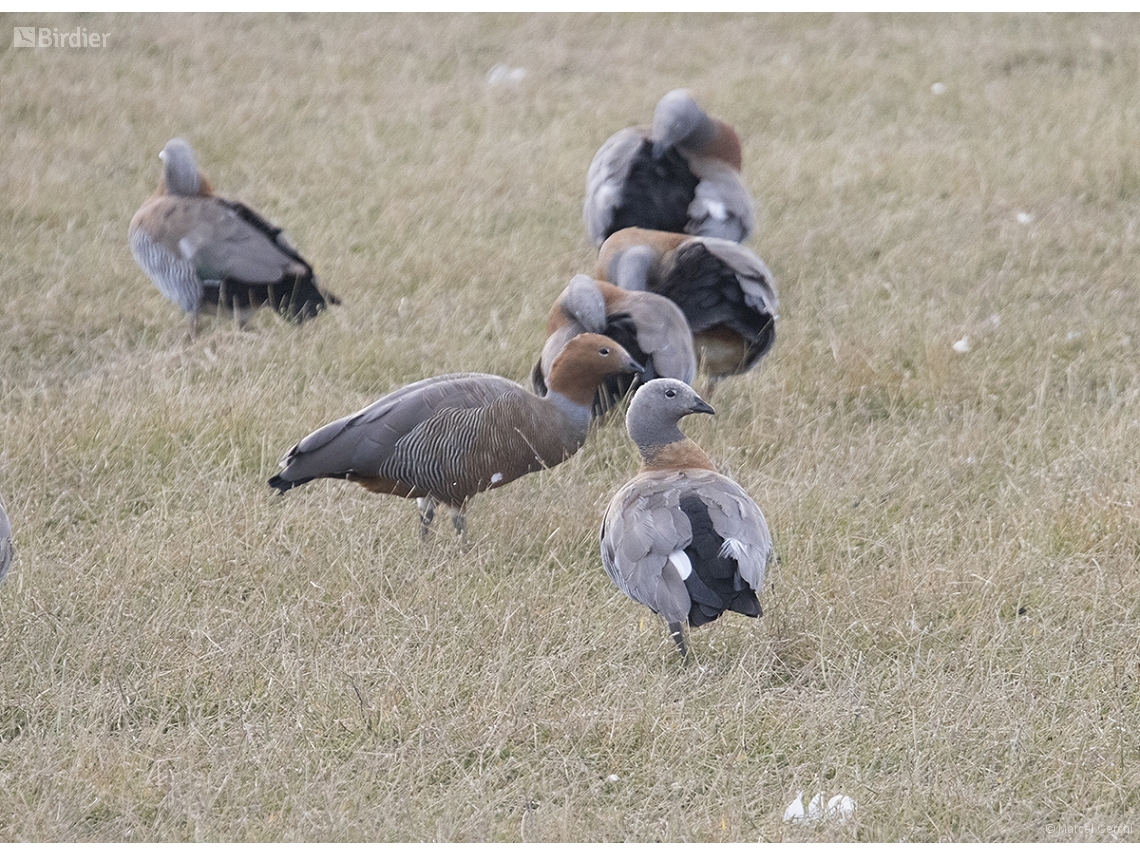 Chloephaga rubidiceps