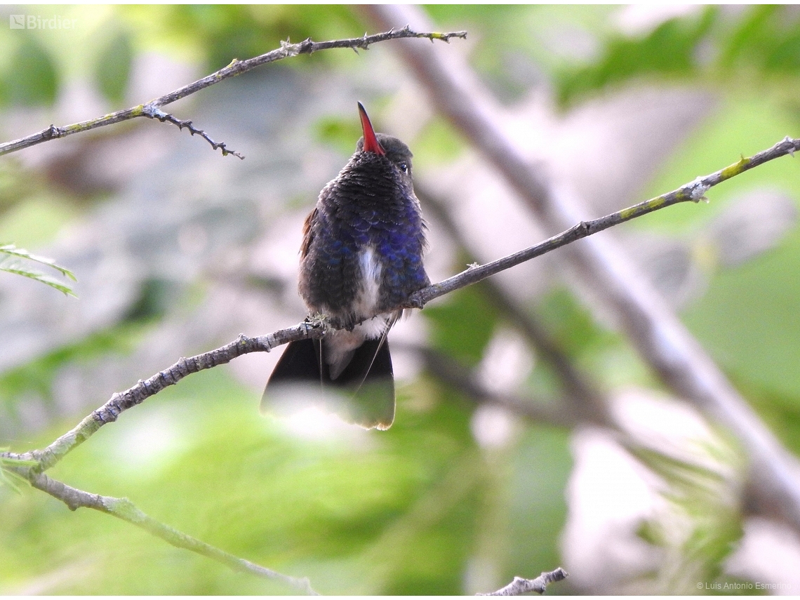Chlorestes notata