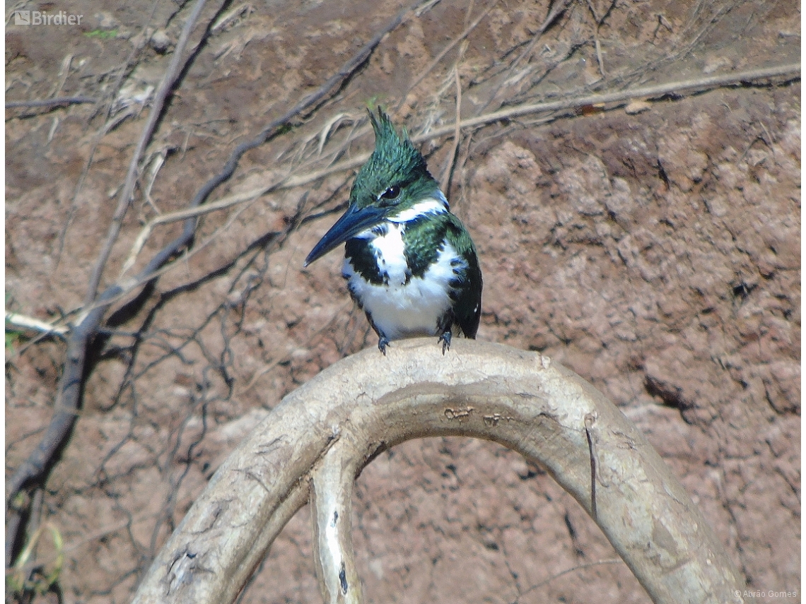 Chloroceryle amazona