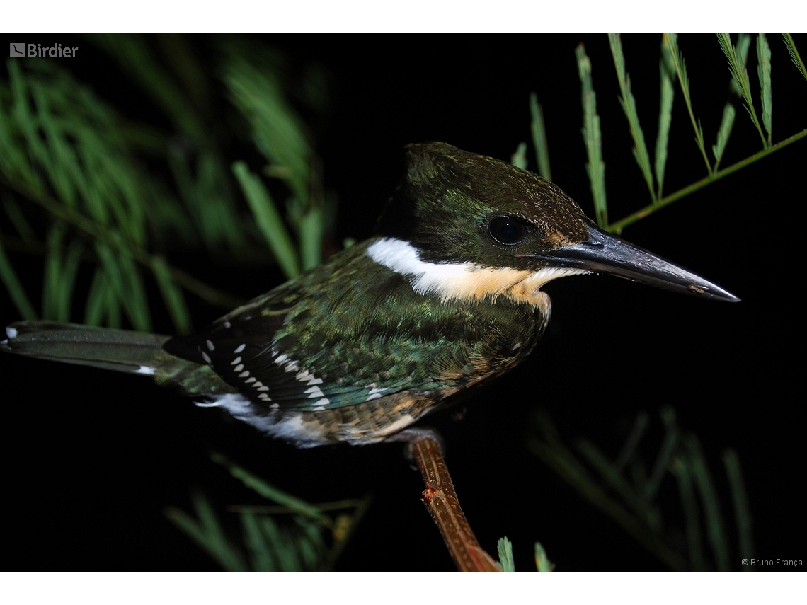 Chloroceryle amazona