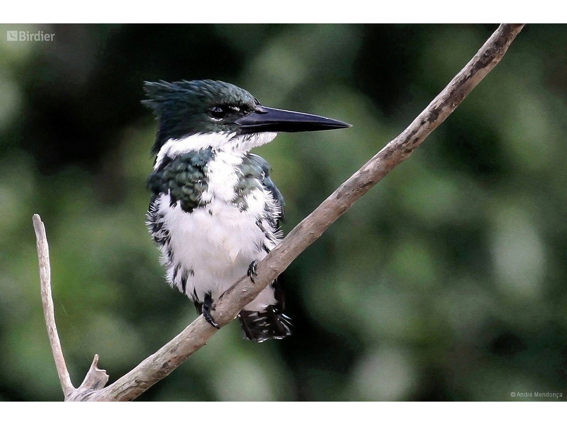 Chloroceryle amazona