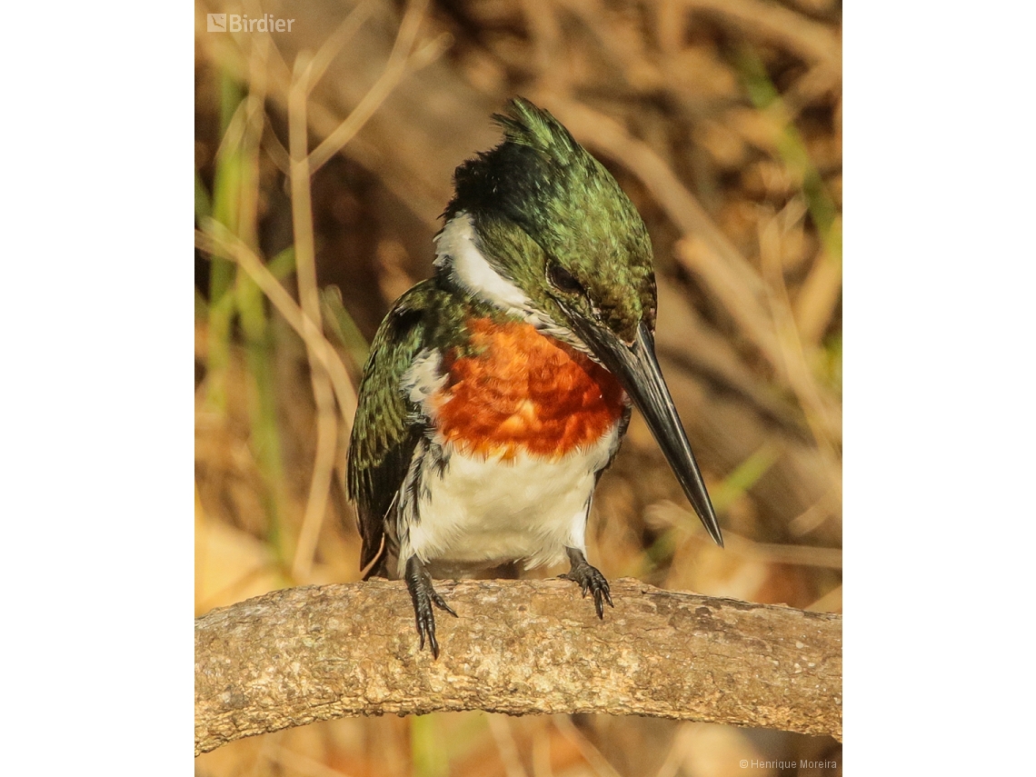 Chloroceryle amazona