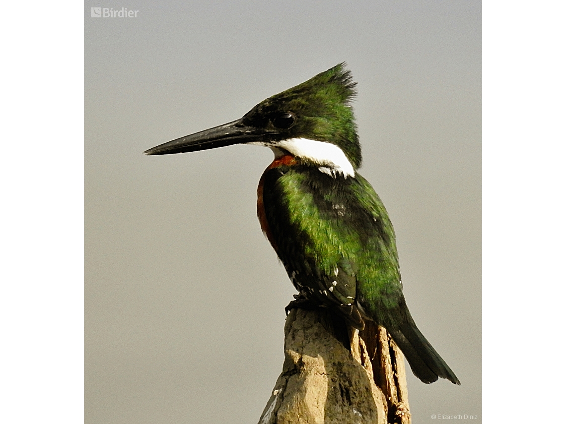 Chloroceryle amazona