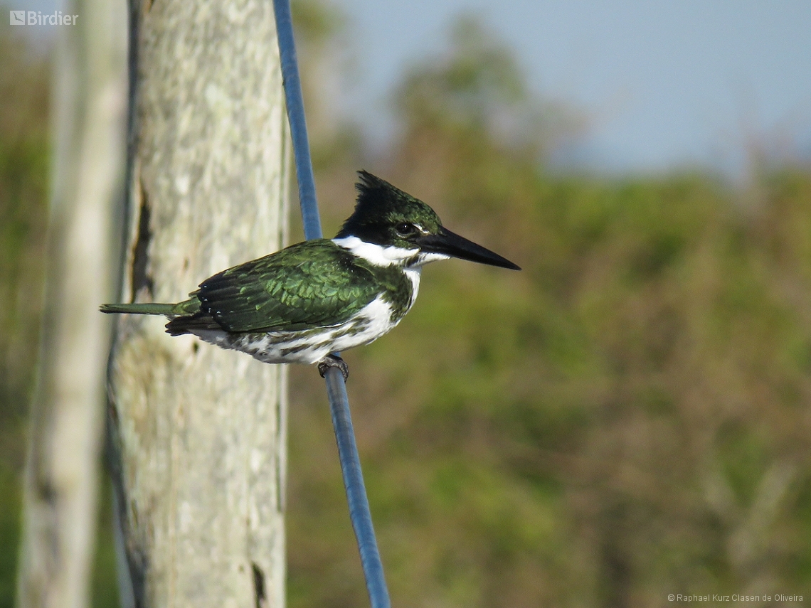 Chloroceryle amazona
