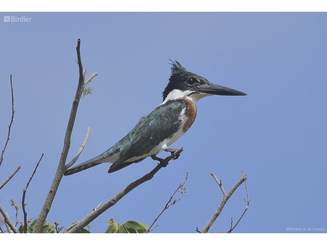 Chloroceryle amazona
