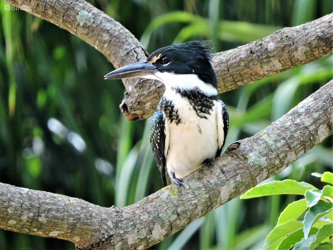 Chloroceryle amazona