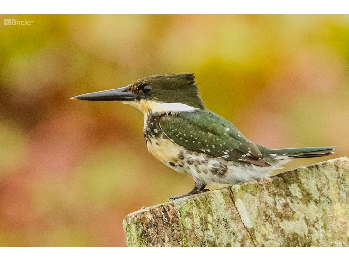 Chloroceryle americana