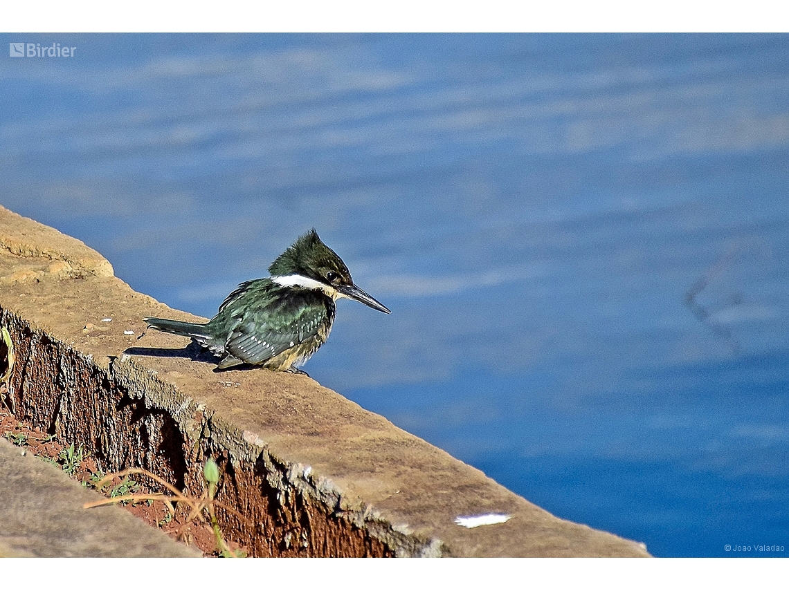 Chloroceryle americana