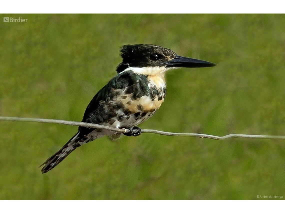 Chloroceryle americana
