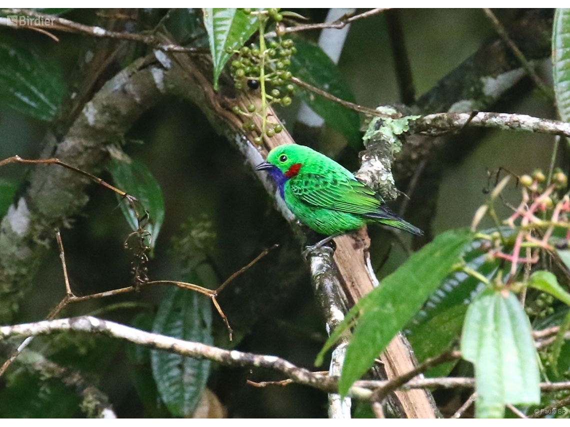 Chlorochrysa calliparaea