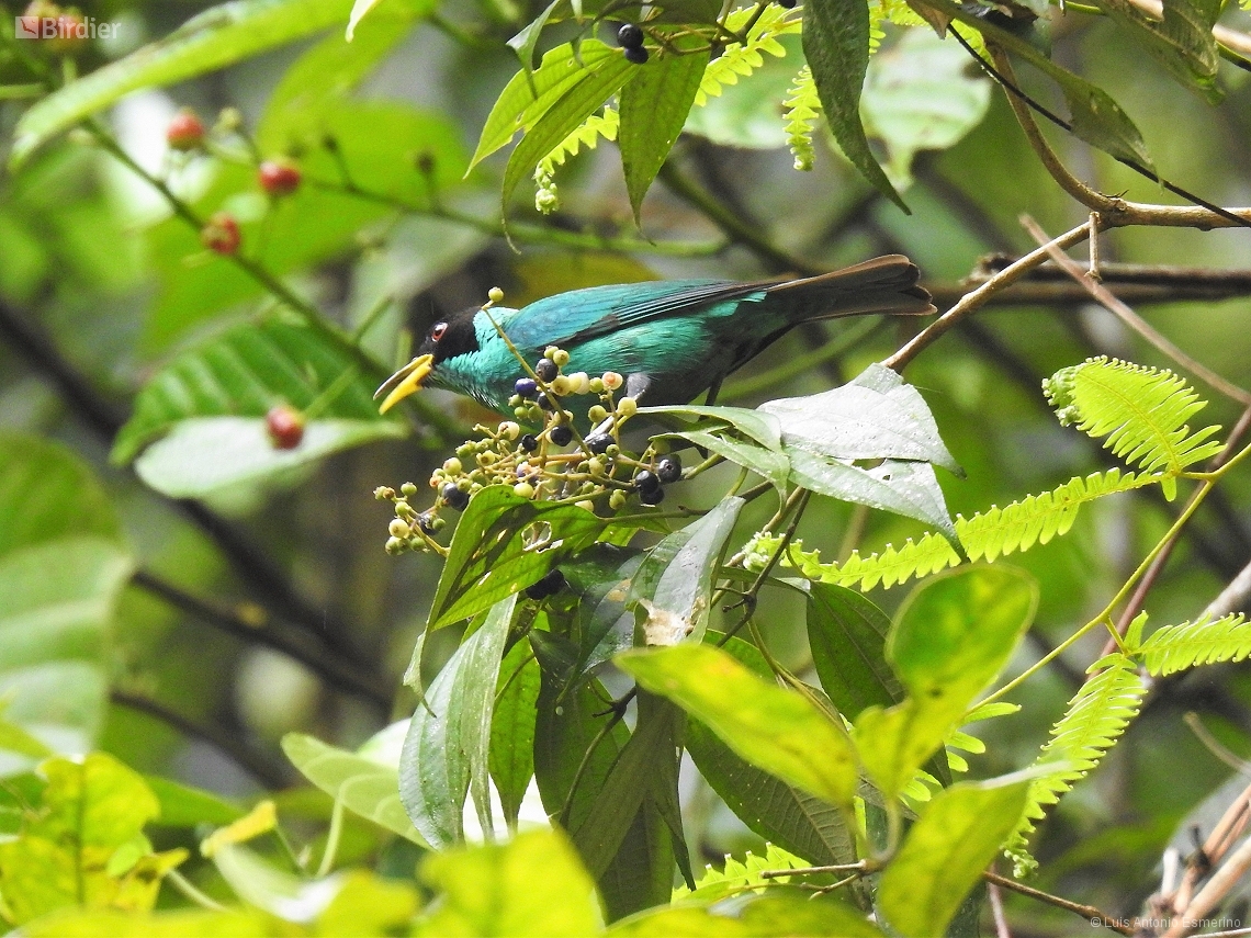 Chlorophanes spiza