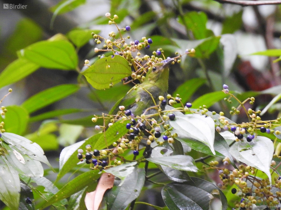 Chlorophanes spiza