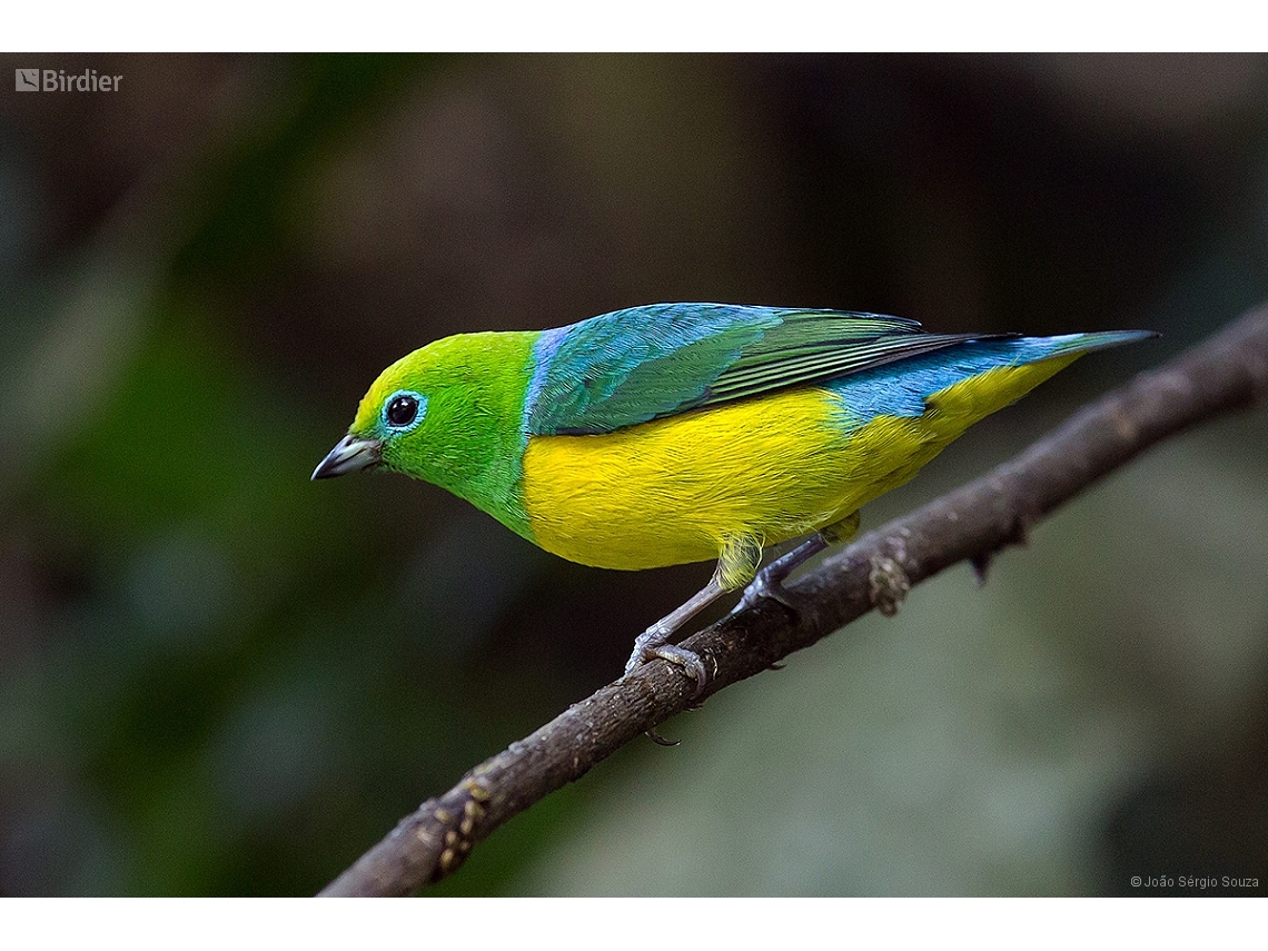 Chlorophonia cyanea