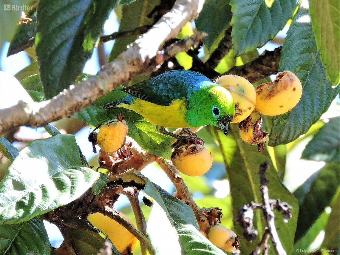 Chlorophonia cyanea