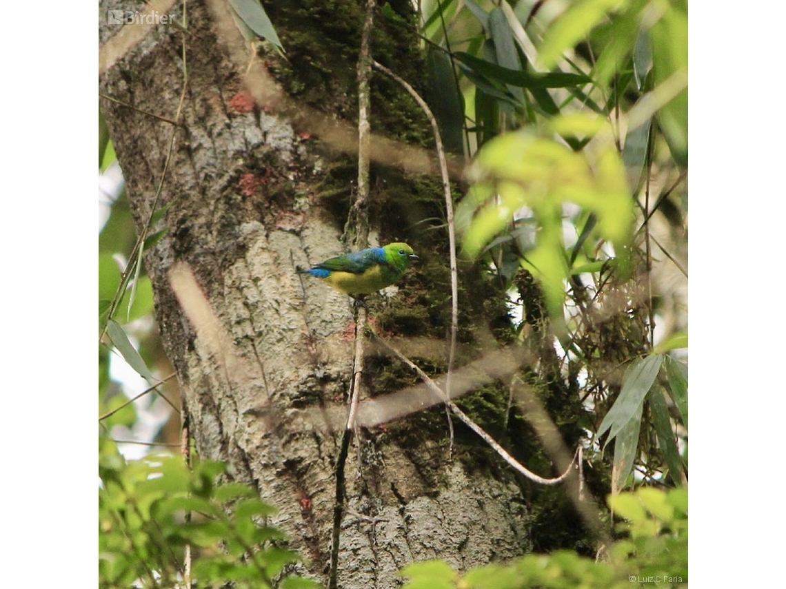 Chlorophonia cyanea