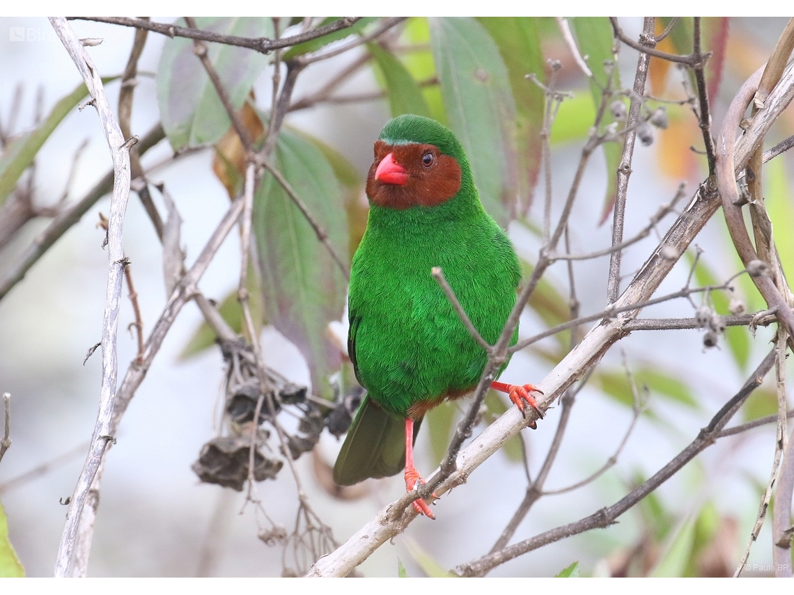 Chlorornis riefferii