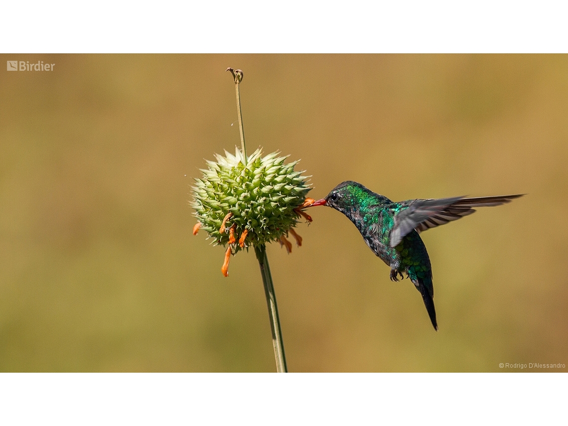 Chlorostilbon lucidus