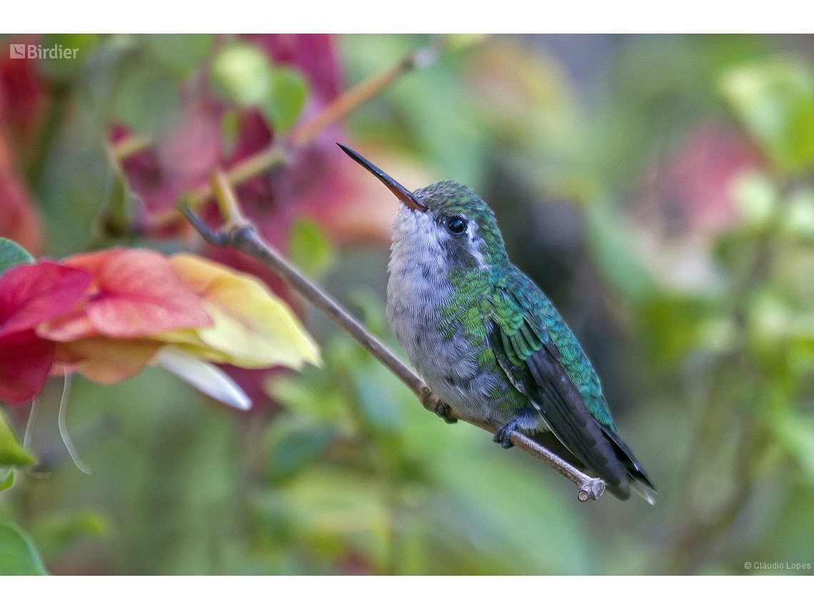 Chlorostilbon lucidus