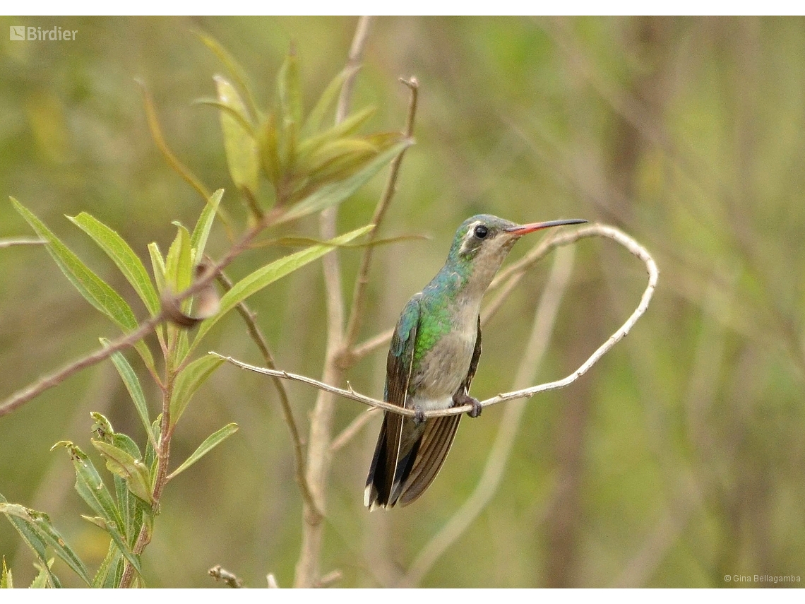 Chlorostilbon lucidus