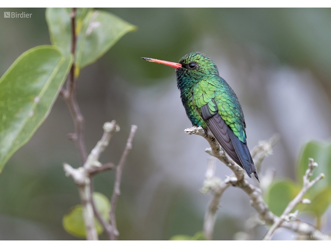 Chlorostilbon lucidus