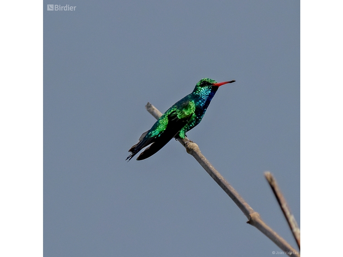 Chlorostilbon lucidus