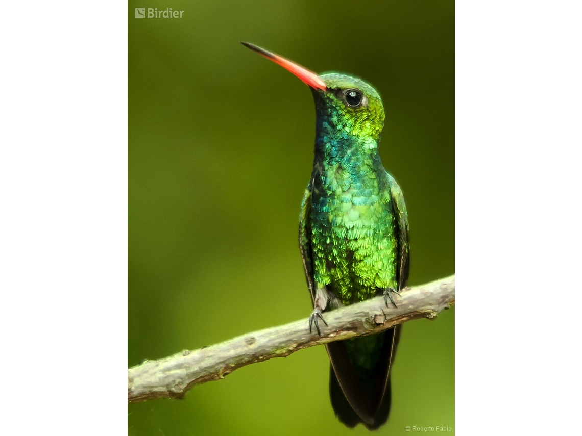 Chlorostilbon lucidus