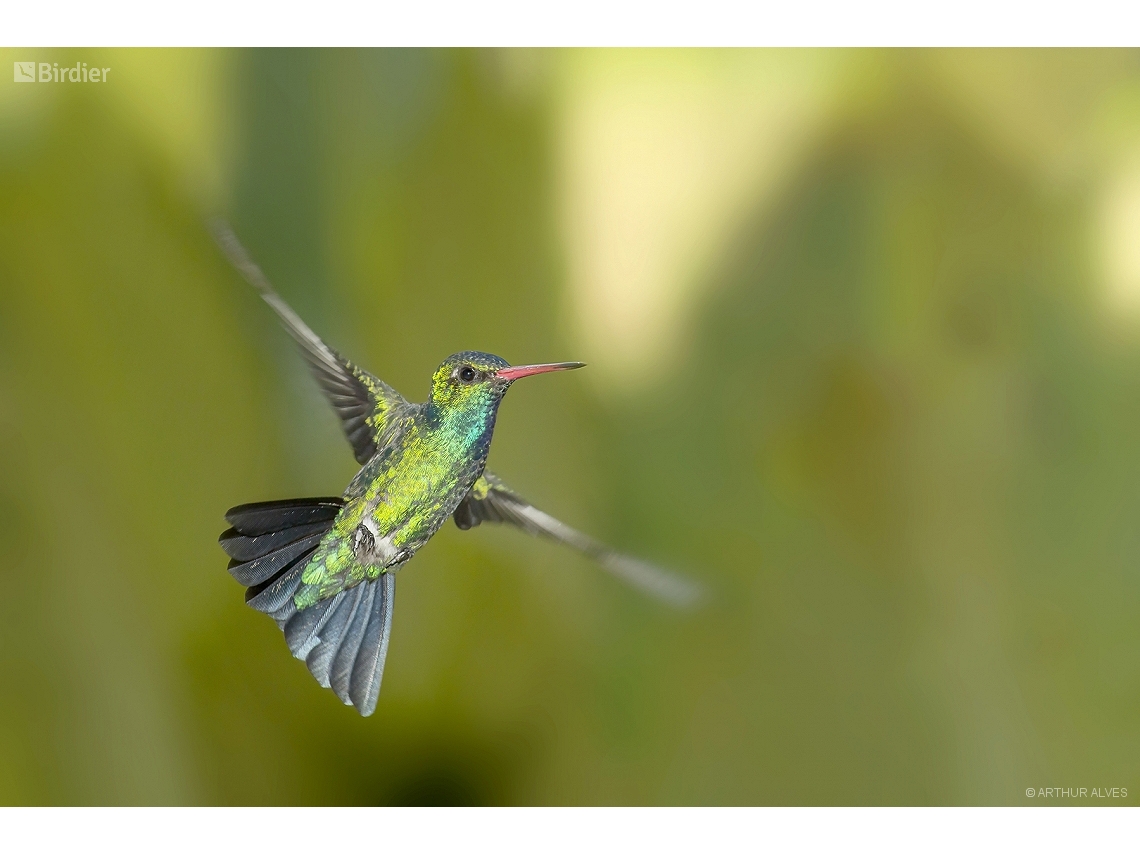 Chlorostilbon lucidus