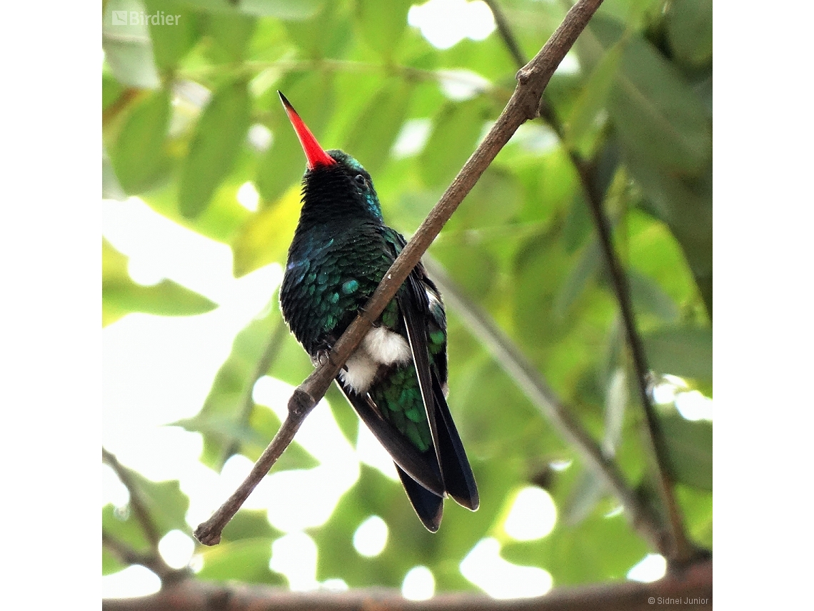 Chlorostilbon lucidus