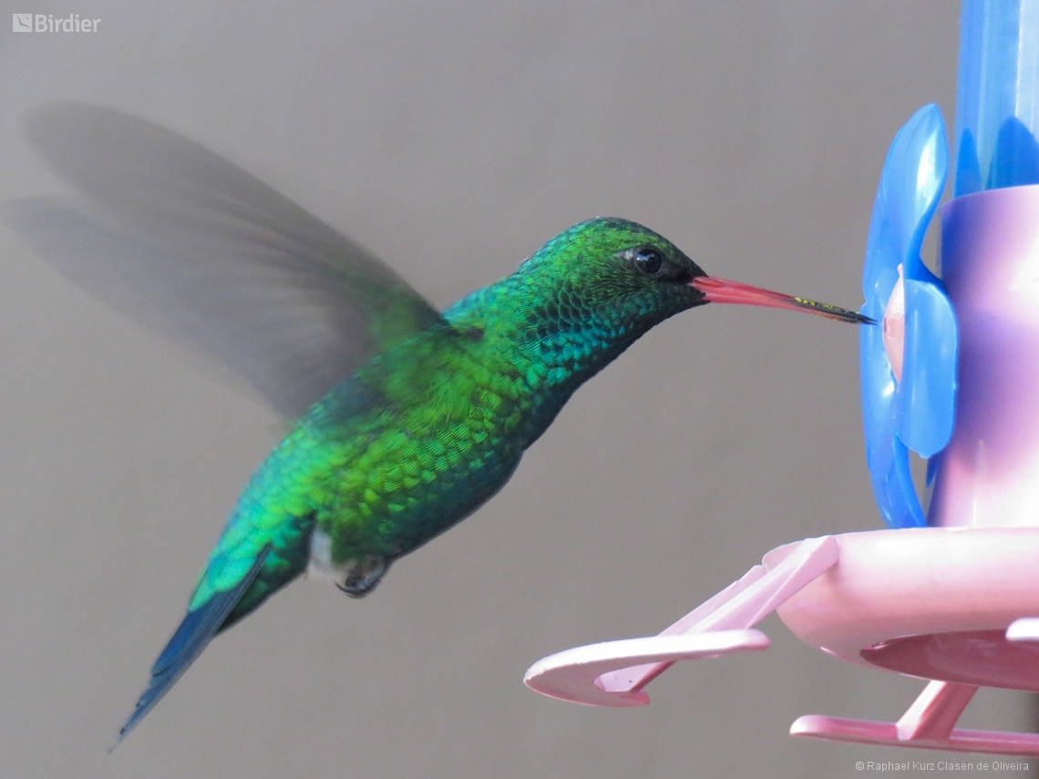 Chlorostilbon lucidus