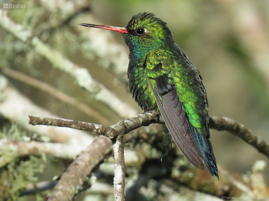 Chlorostilbon lucidus