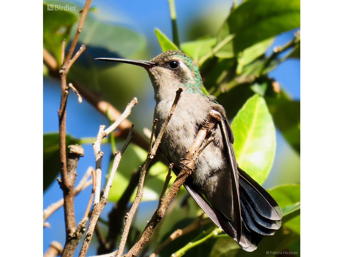 Chlorostilbon lucidus