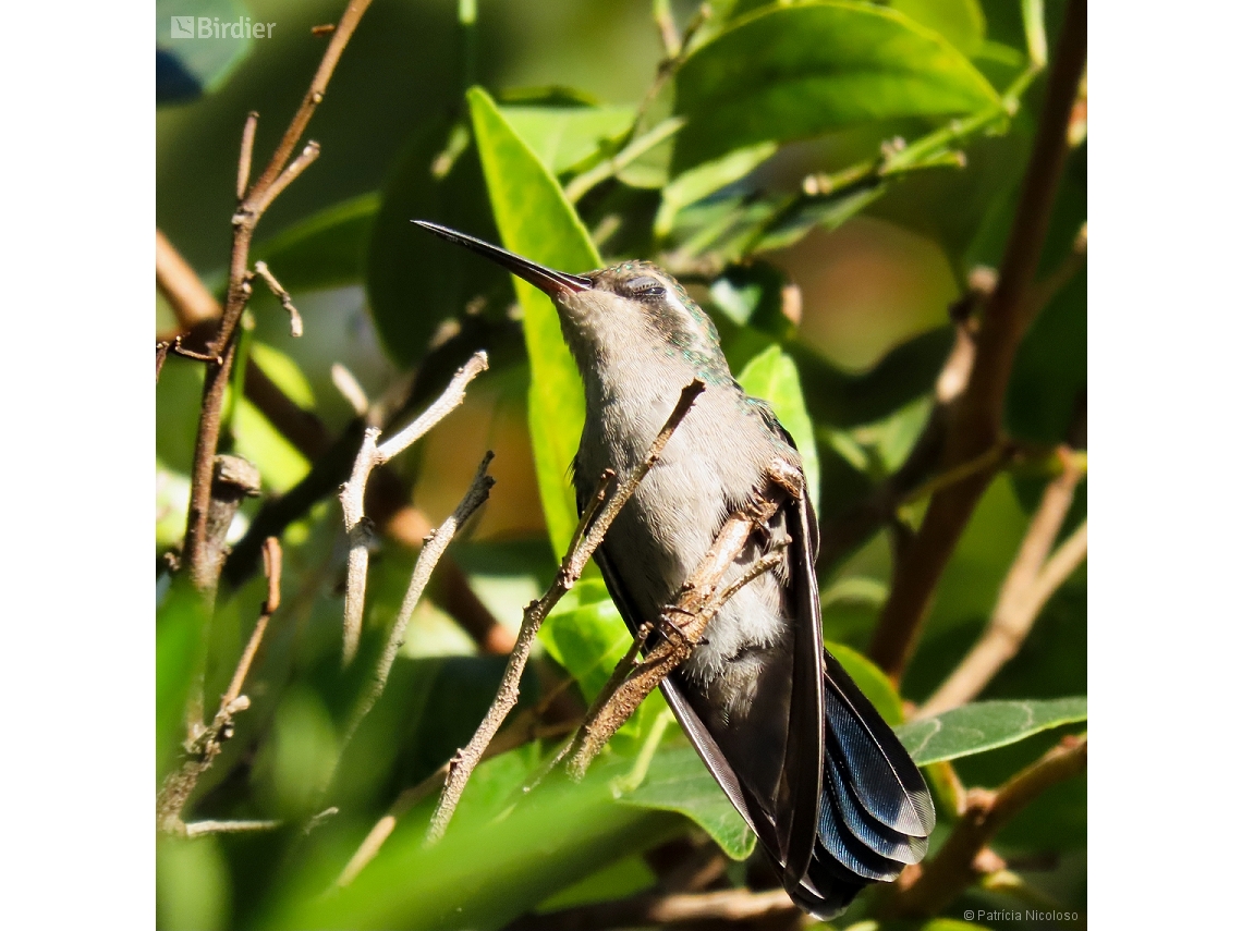 Chlorostilbon lucidus