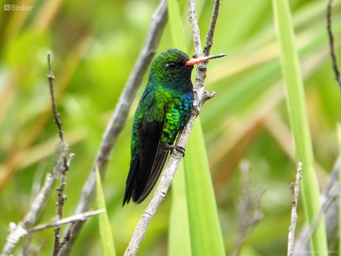 Chlorostilbon lucidus