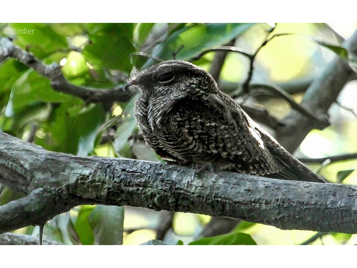 Chordeiles acutipennis